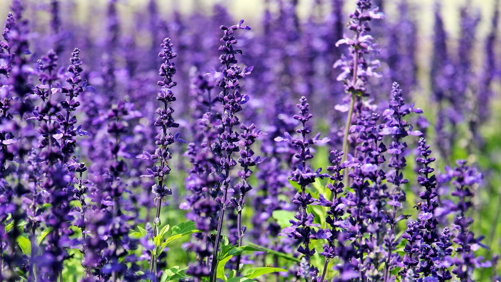 Close up of lavenders for botanicals and co skincare