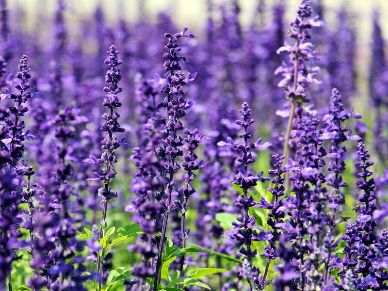 Close up of lavenders for botanicals and co skincare